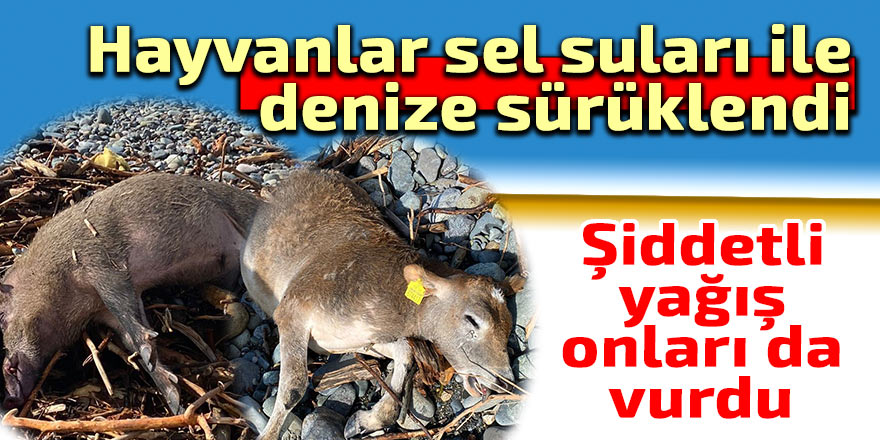 Hayvanlar sel suları ile denize sürüklendi