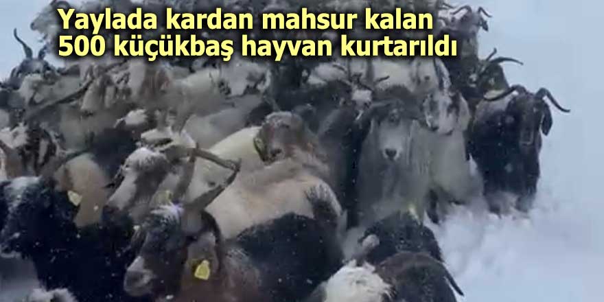 Yaylada mahsur kalan hayvanlar kurtarıldı