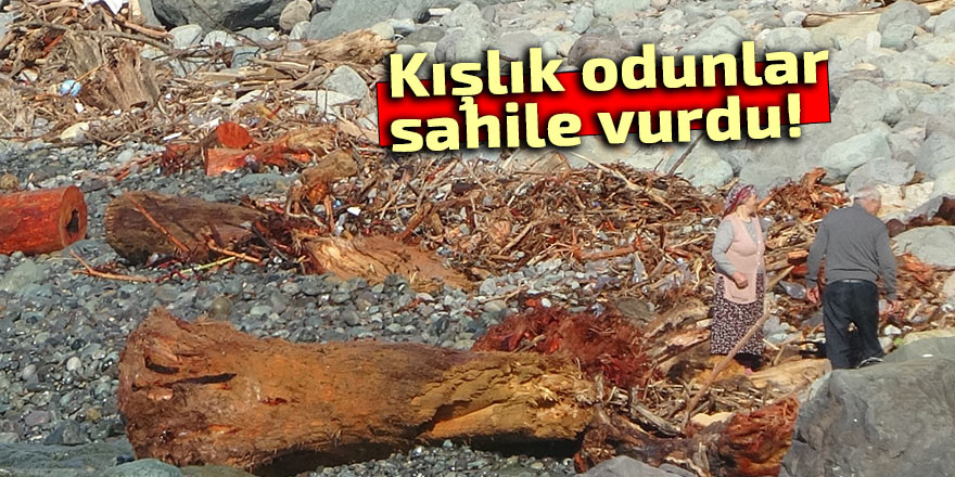 Selin taşıdığı odunlar kışlık yakacak oldu!