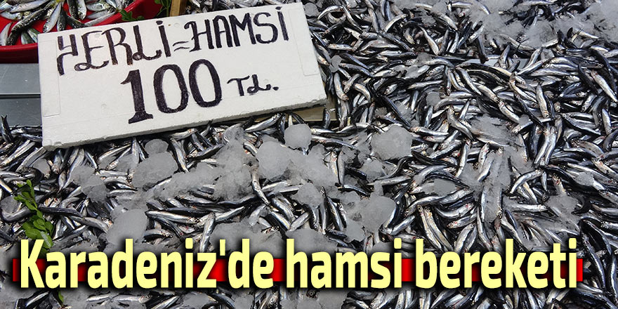 Karadeniz'de hamsi bereketi sürüyor