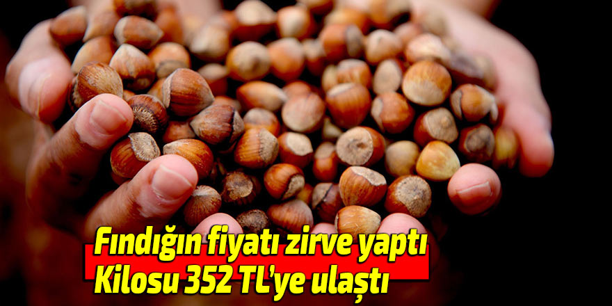 Fındığın fiyatı zirve yaptı: Kilosu 352 TL’ye ulaştı