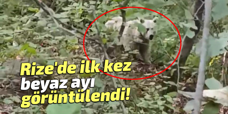 Rize'de ilk kez beyaz ayı görüntülendi!