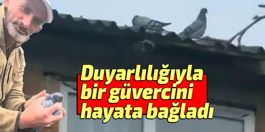 Köy sakininin duyarlılığı güvercini hayata bağladı