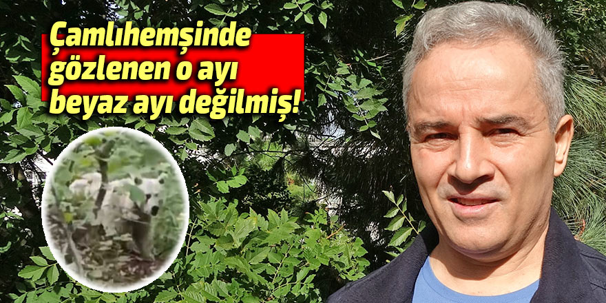 O ayı beyaz ayı değilmiş!