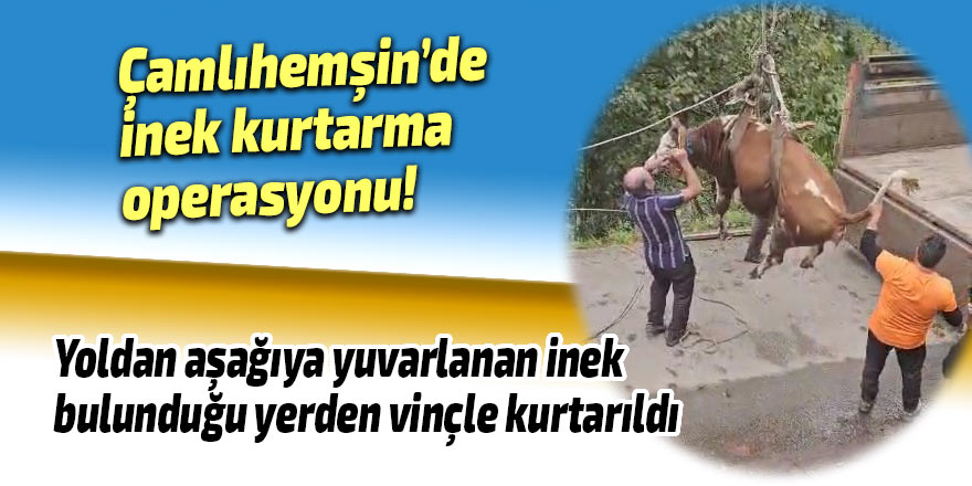 İnek kurtarma operasyonu!