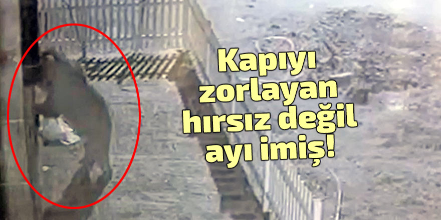 Kapıyı zorlayan hırsız değil ayı imiş!