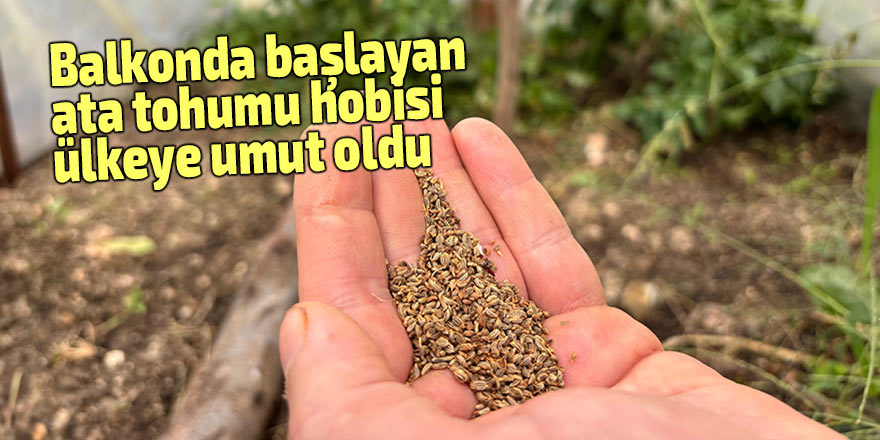 Balkonda başlayan ata tohumu hobisi ülkeye umut oldu