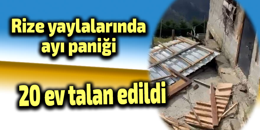 Rize yaylalarında ayı paniği: 20 ev talan edildi