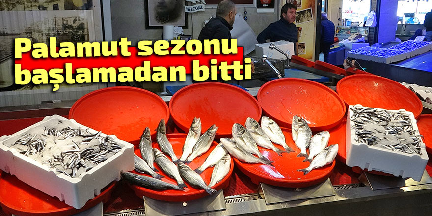 Palamut sezonu başlamadan bitti, umutlar seneye kaldı