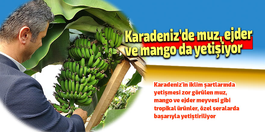 Karadeniz’de muz, ejder ve mango da yetişiyor