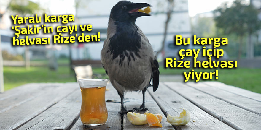 Yaralı karga 'Şakir'in çayı ve helvası Rize'den!