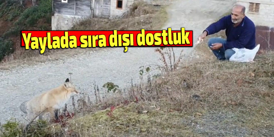 Yaylada sıra dışı dostluk