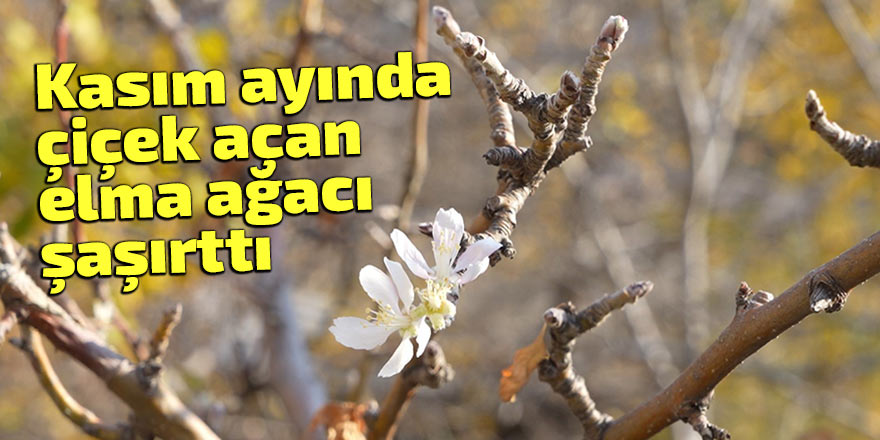 Kasım ayında çiçek açan elma ağacı şaşırttı