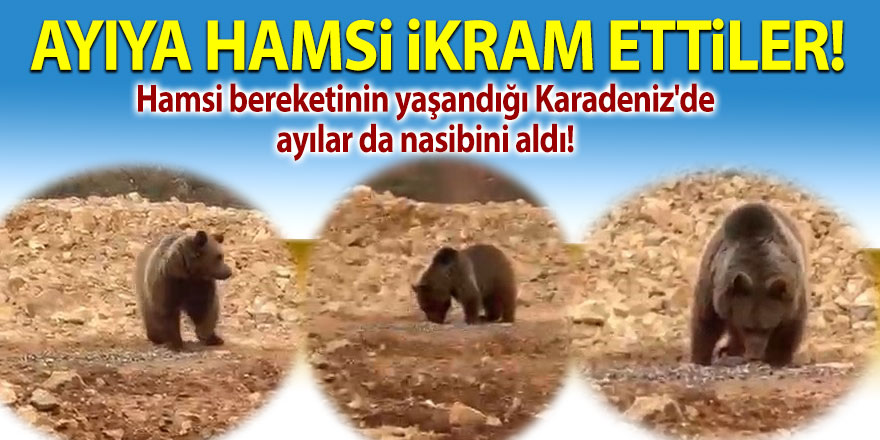 Ayıya hamsi ikram ettiler!