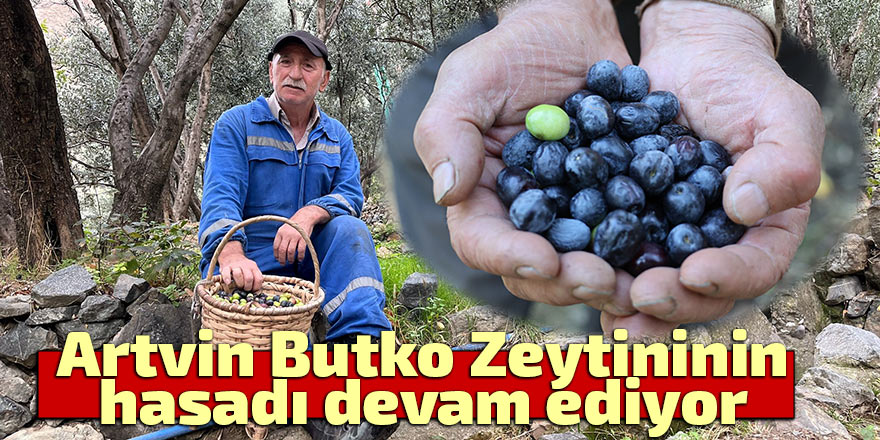 Artvin Butko Zeytininin hasadı devam ediyor