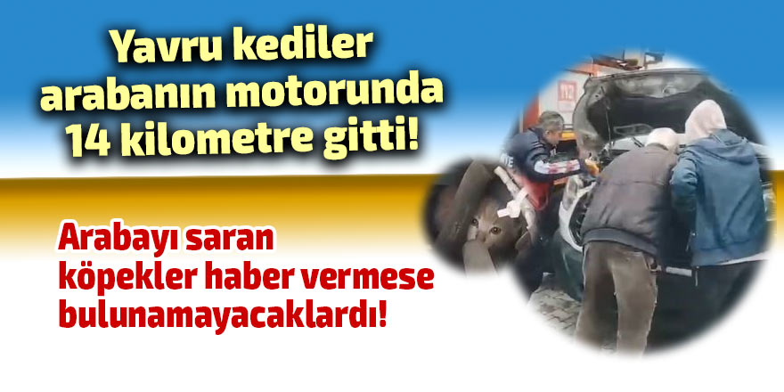 Yavru kediler arabanın motorunda 14 kilometre gitti!