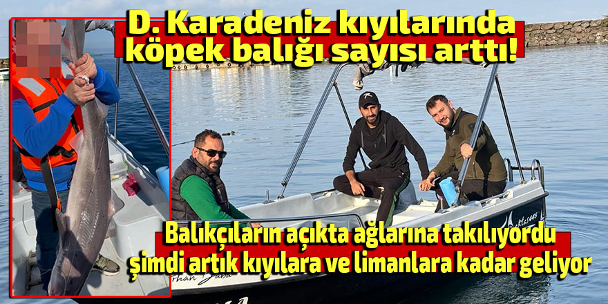 D. Karadeniz kıyılarında köpek balığı hareketliliği arttı!