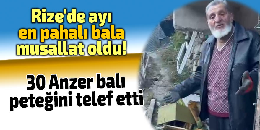 Rize'de ayı, en pahalı bala musallat oldu!