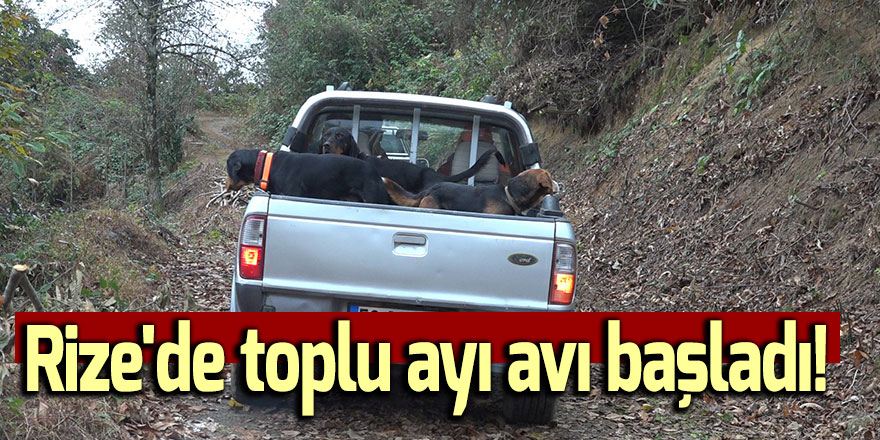 Rize'de toplu ayı avı başladı!