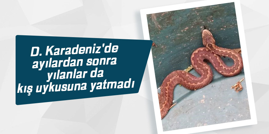 D. Karadeniz'de ayılardan sonra yılanlar da kış uykusuna yatmadı