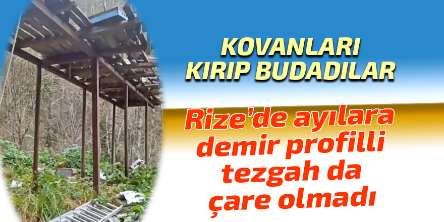 Rize’de ayılara demir profilli tezgah da çare olmadı
