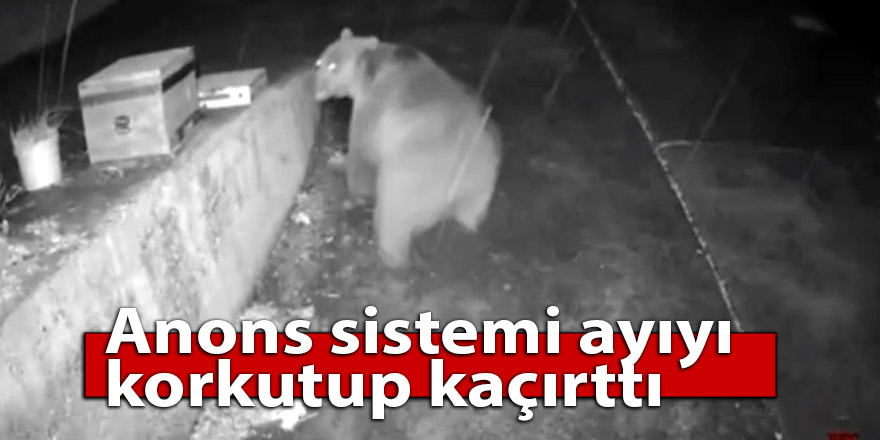 Anons sistemi ayıyı korkutup kaçırttı