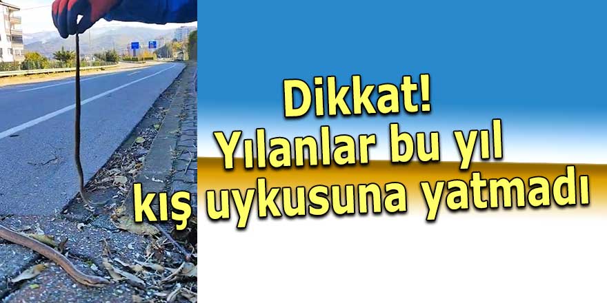 Dikkat! Yılanlar kış uykusuna yatmadı