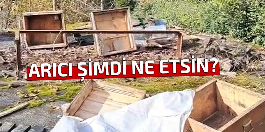 Arıcıdan ayıya "Ben ne edeyim" tepkisi!