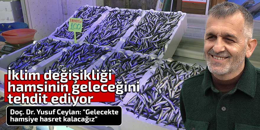 İklim değişikliği hamsinin geleceğini tehdit ediyor