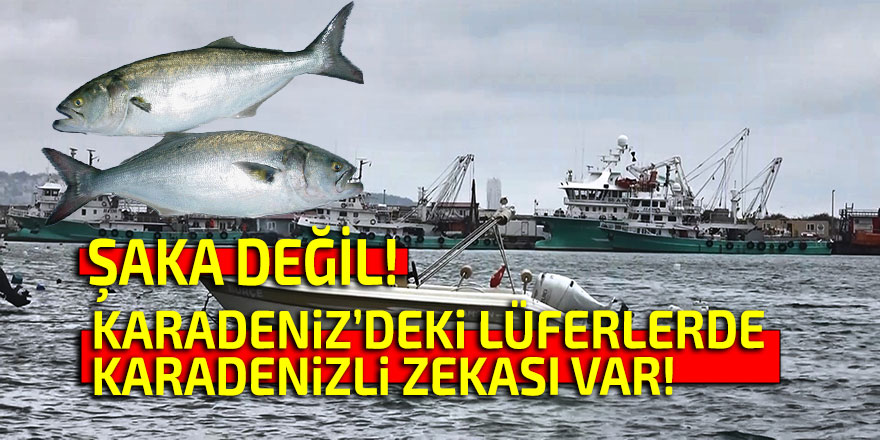 Karadeniz'deki lüferlerde Karadenizli zekası varmış!