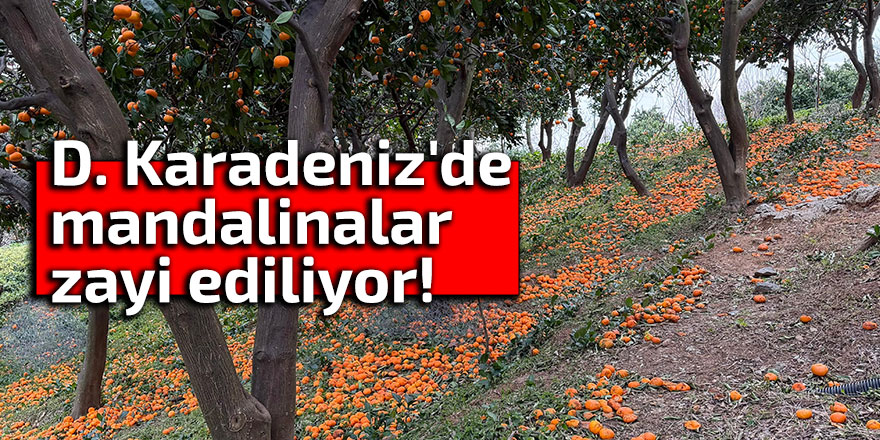 D. Karadeniz'de mandalinalar zayi ediliyor!