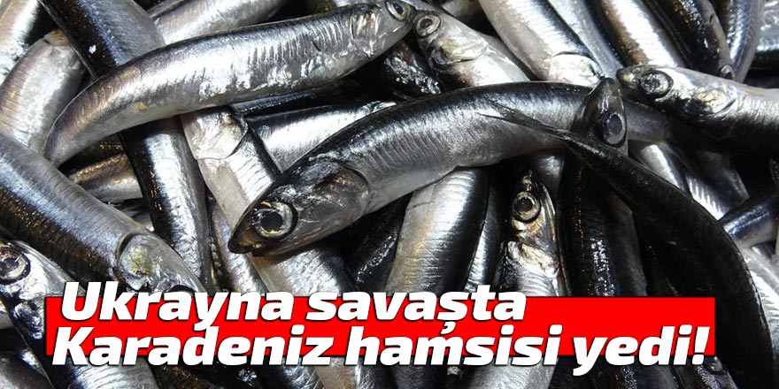 Ukrayna savaşta Karadeniz hamsisi yedi!