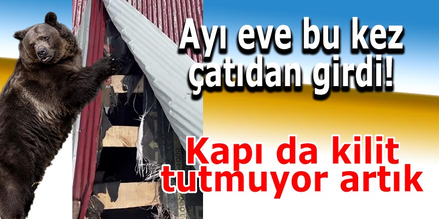 Ayı eve bu kez çatıdan girdi!