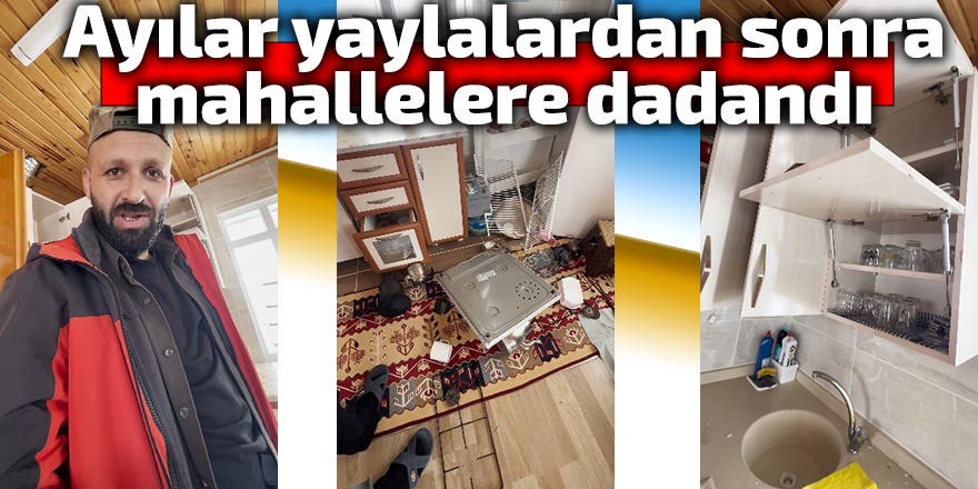 Ayılar yaylalardan sonra mahallelere dadandı
