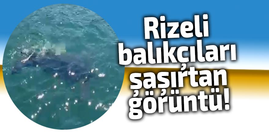 Rizeli balıkçıları şaşırtan görüntü!