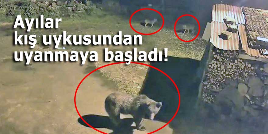 Ayılar kış uykusundan uyanmaya başladı!