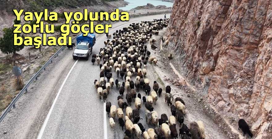 Yayla yolunda zorlu göçler başladı