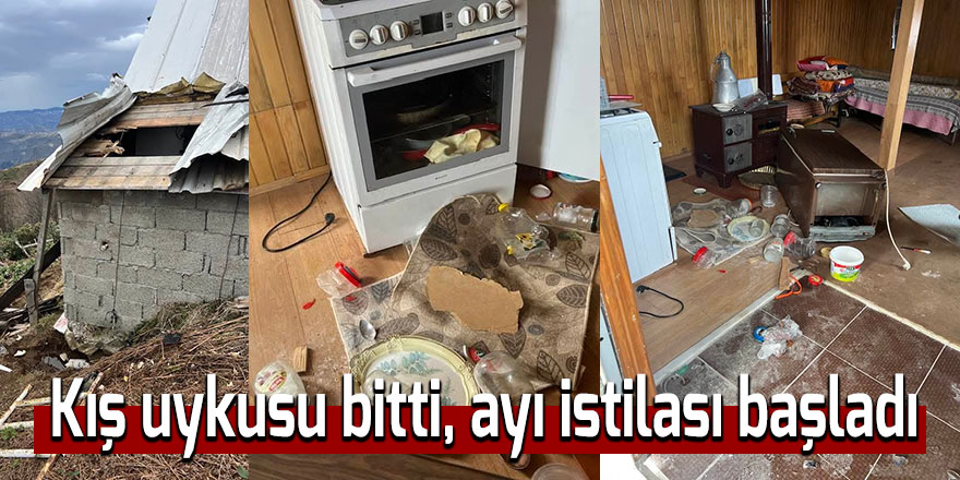 Kış uykusu bitti, ayı istilası başladı