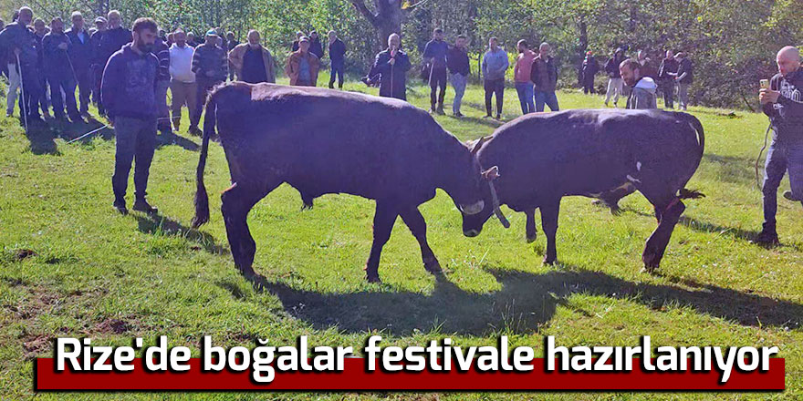 Rize'de boğalar festivale hazırlanıyor