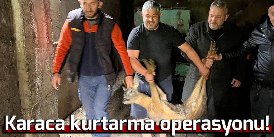 Derede mahsur kalan karaca kurtarıldı