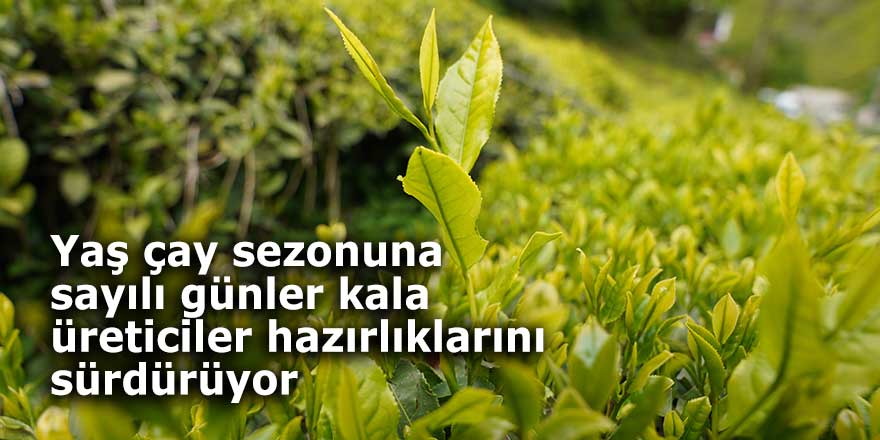 Yaş çay sezonuna sayılı günler kala üreticiler hazırlıklarını sürdürüyor