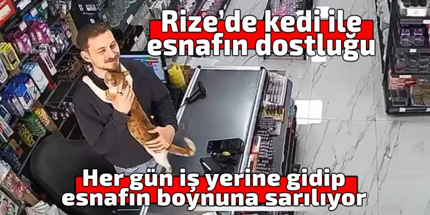 Rize’de kedi ile esnafın dostluğu