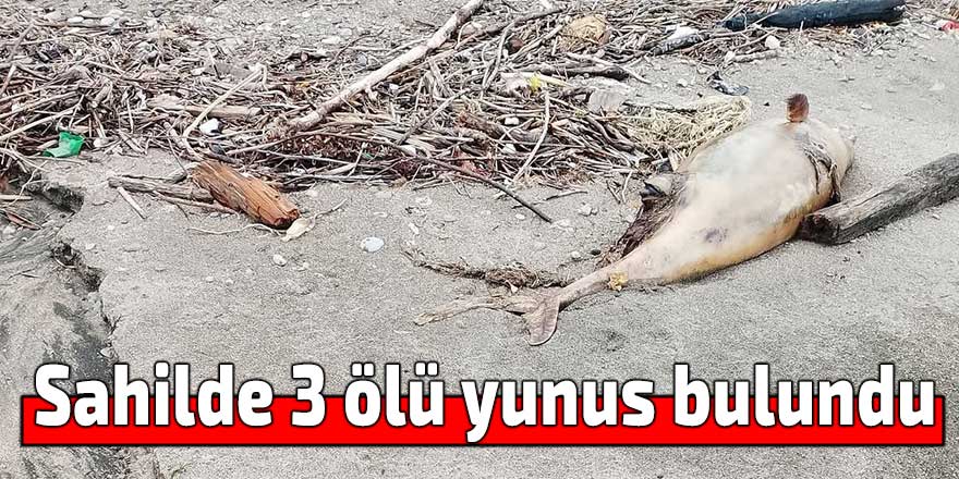 Sahilde 3 ölü yunus bulundu