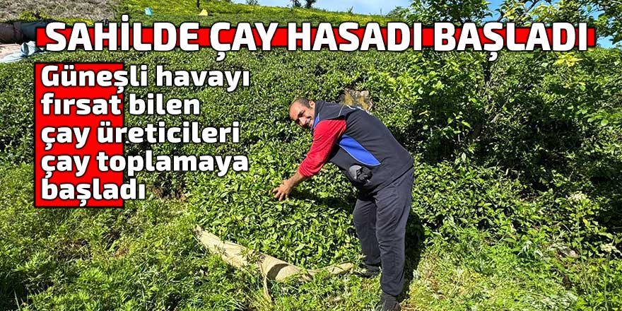 SAHİLDE ÇAY HASADI BAŞLADI
