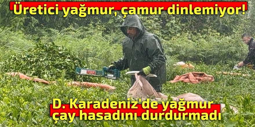 D. Karadeniz'de yağmur çay hasadını durdurmadı