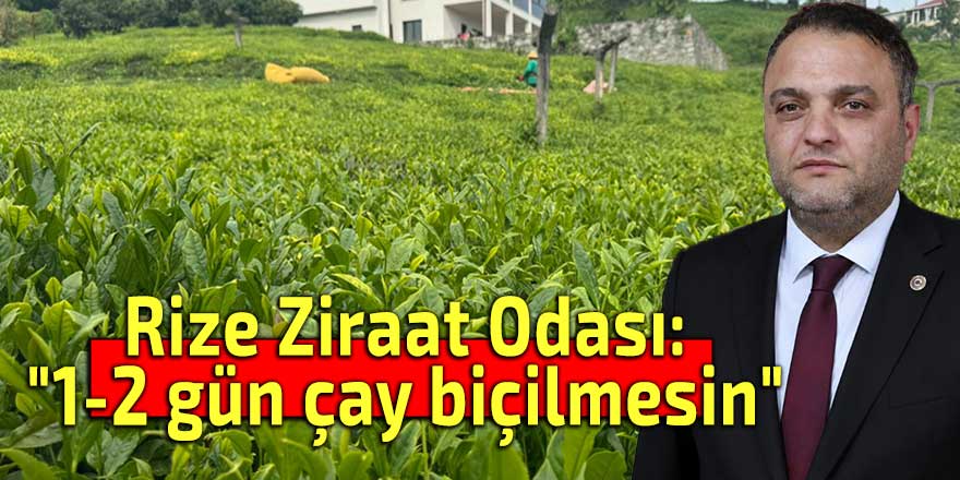 Rize Ziraat Odası: "1-2 gün çay biçilmesin"