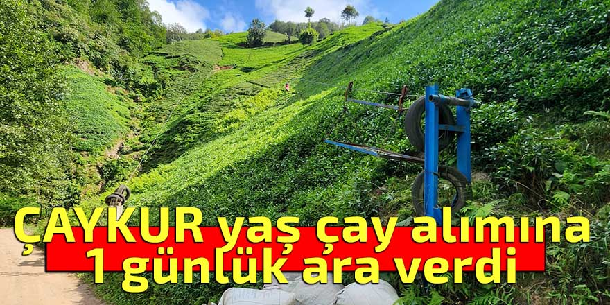 ÇAYKUR yaş çay alımına 1 günlük ara verdi