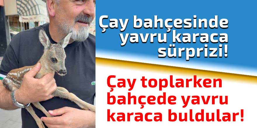 Çay toplarken bahçede yavru karaca buldular!