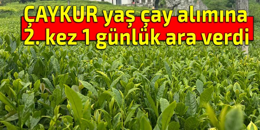 ÇAYKUR yaş çay alımına 2. kez 1 günlük ara verdi