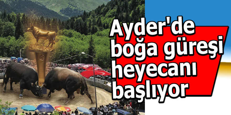 Ayder'de boğa güreşi heyecanı